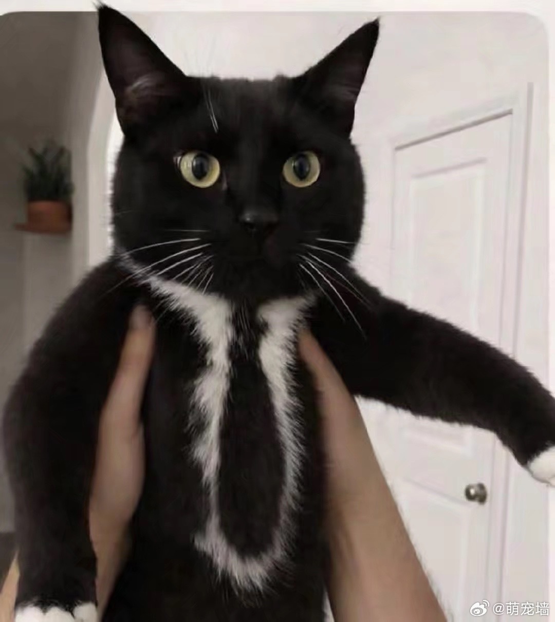 客人 请放开我 我是经理 