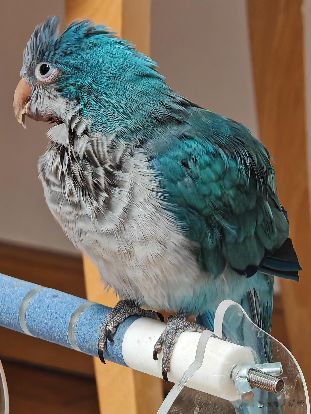 篮球大队长祝大家：新年快乐！2026身体健康！事业顺心，财源广进！