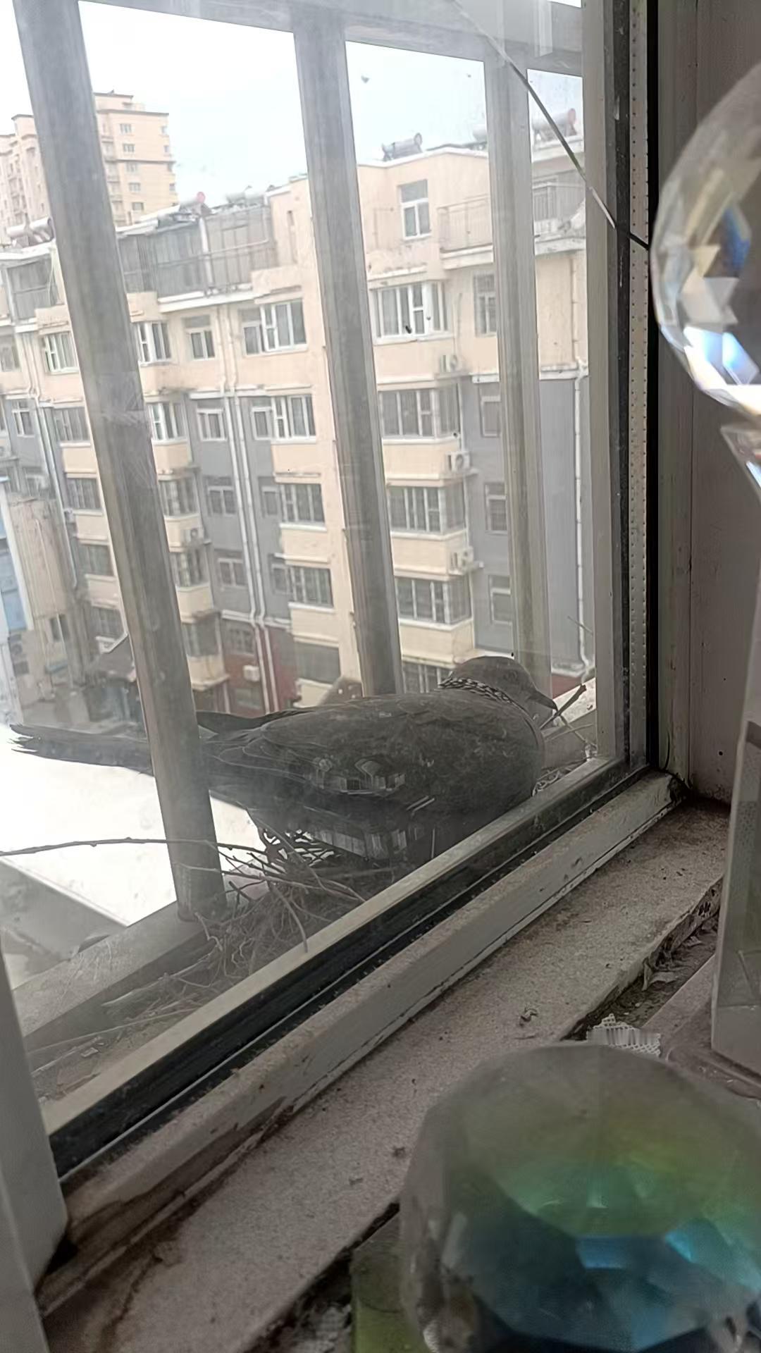 窗外的小鸟