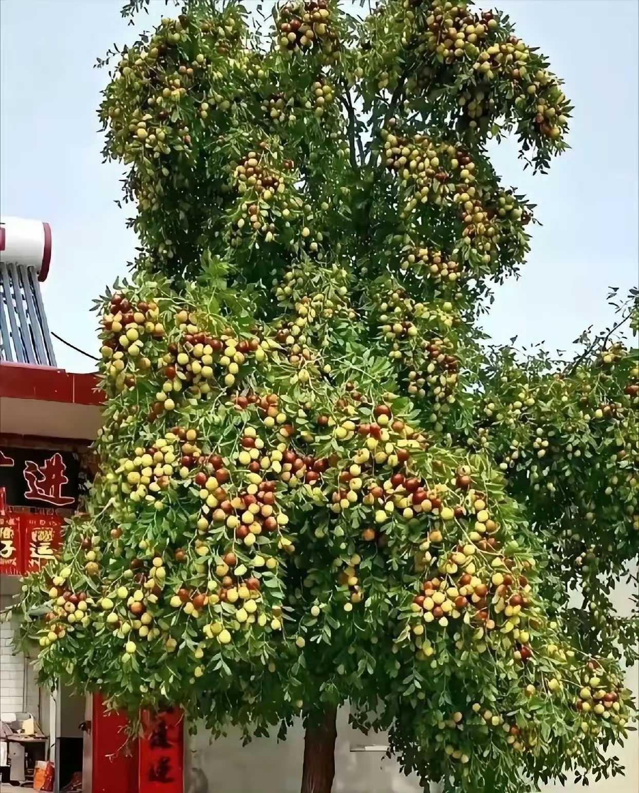 网友晒的自家枣树，这枣树绝对是来报恩的 ​​​