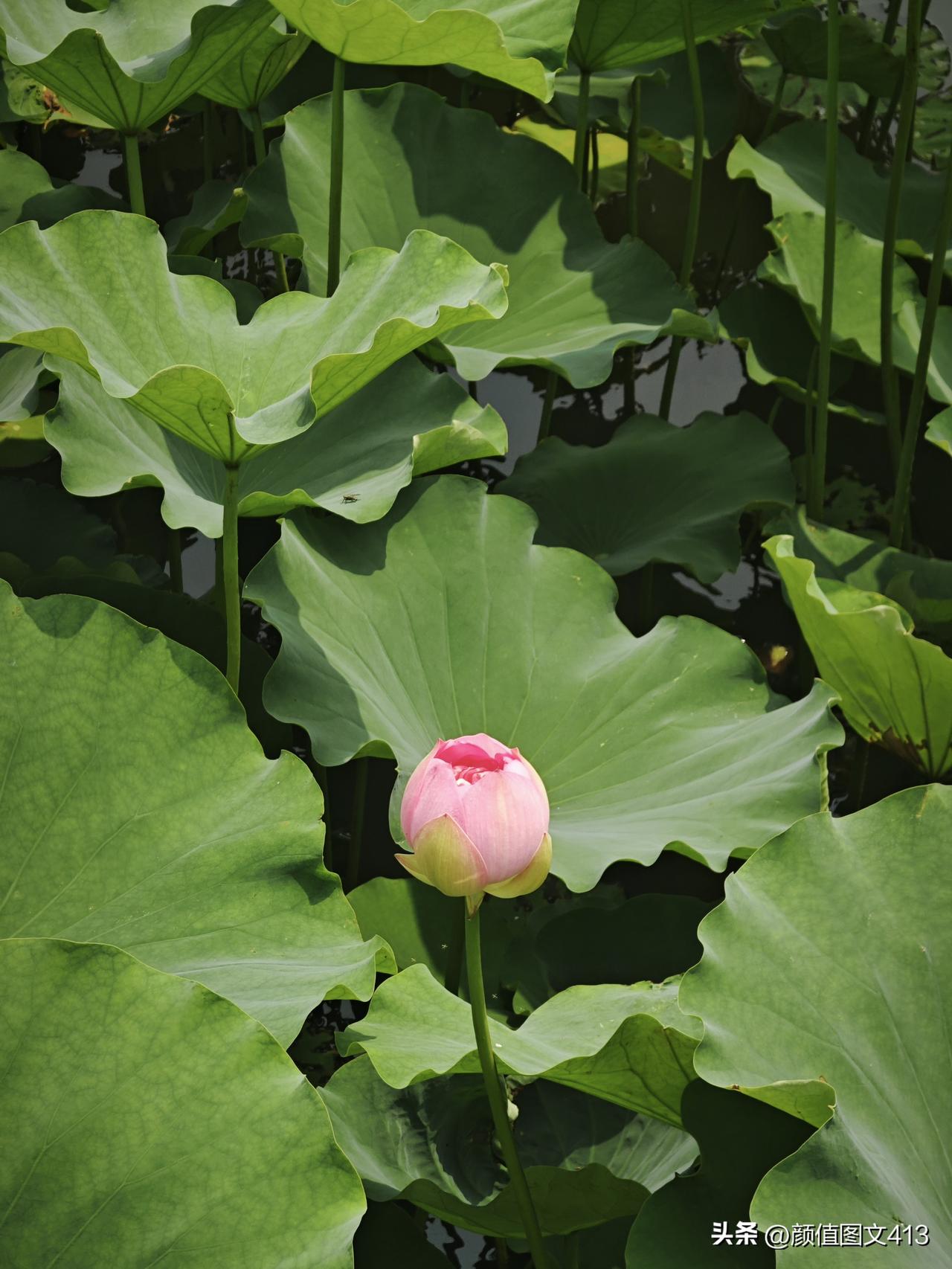 ，什么花都行