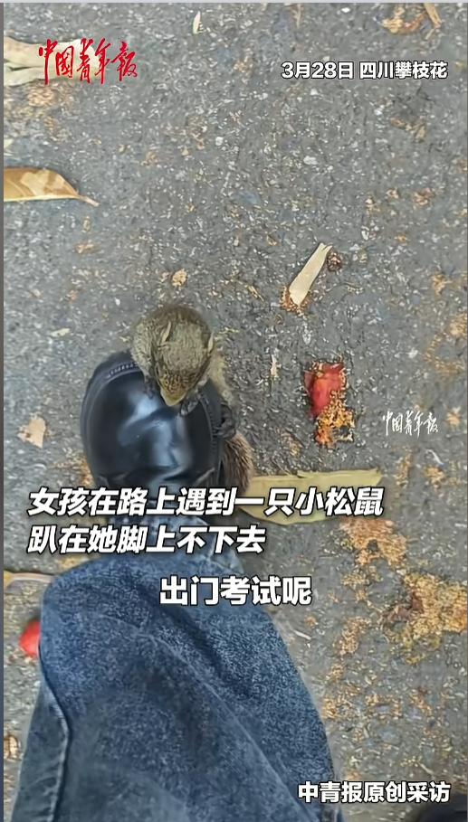 “实在太可爱了！”近日，四川攀枝花，一女孩出门考试，发现自己的脚上挂了只小松鼠，