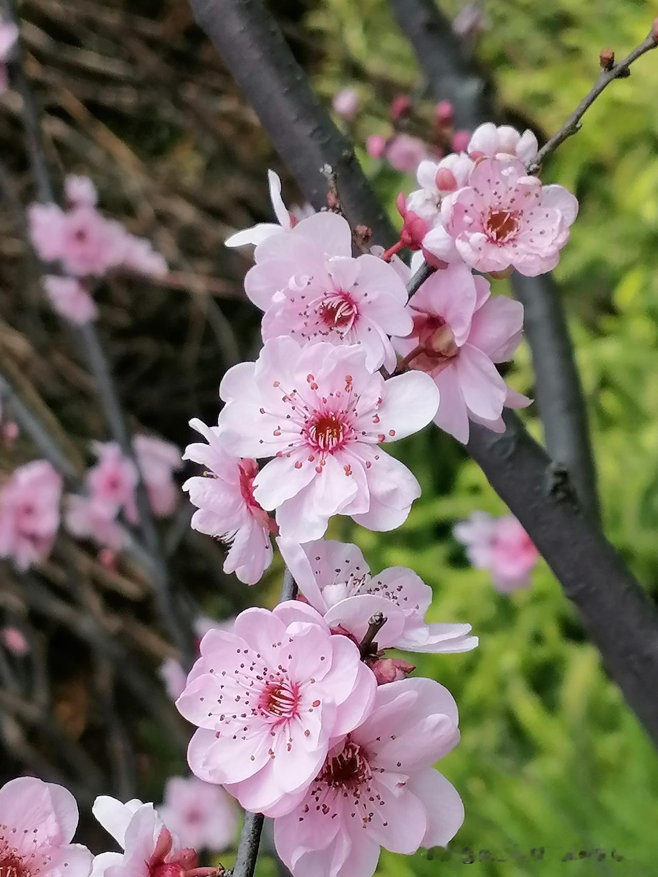 随手一拍分享最美的花