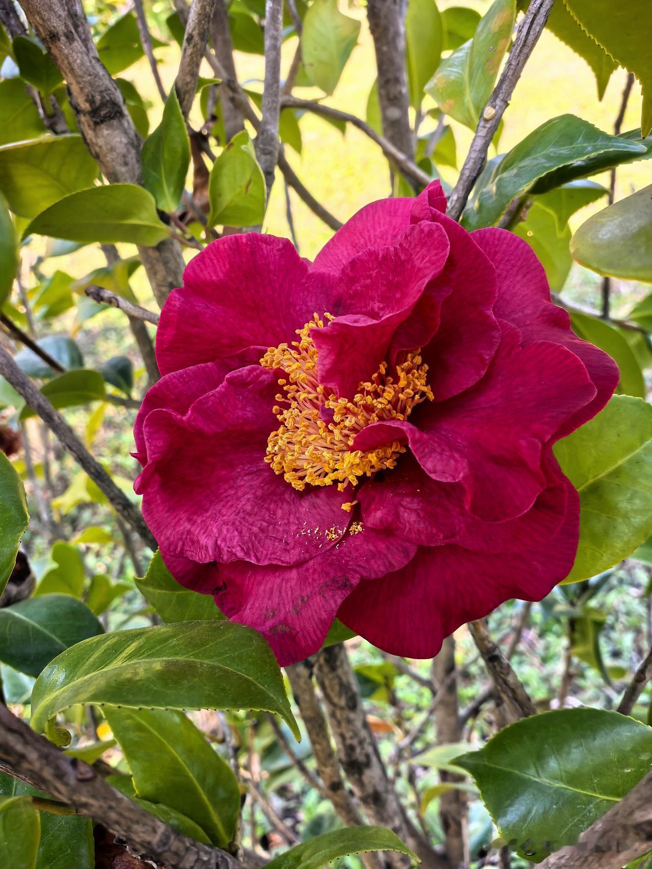 茶花
红红火火开
艳丽绽放妍
大饱眼福美
心旷神怡妙

随手拍于深圳，祝大家赏花