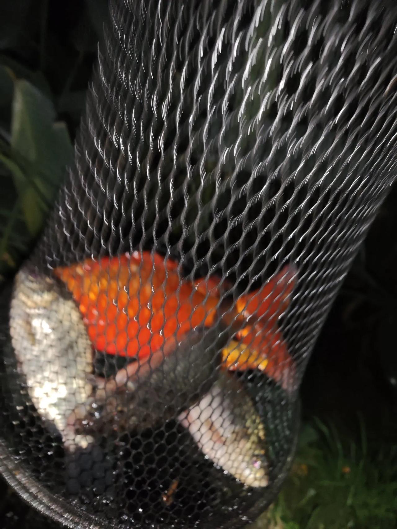 昨晚上没事，又去草塘子夜钓，依然用伽马鲤4.5米，主线1.5号，5号袖钩，2.5