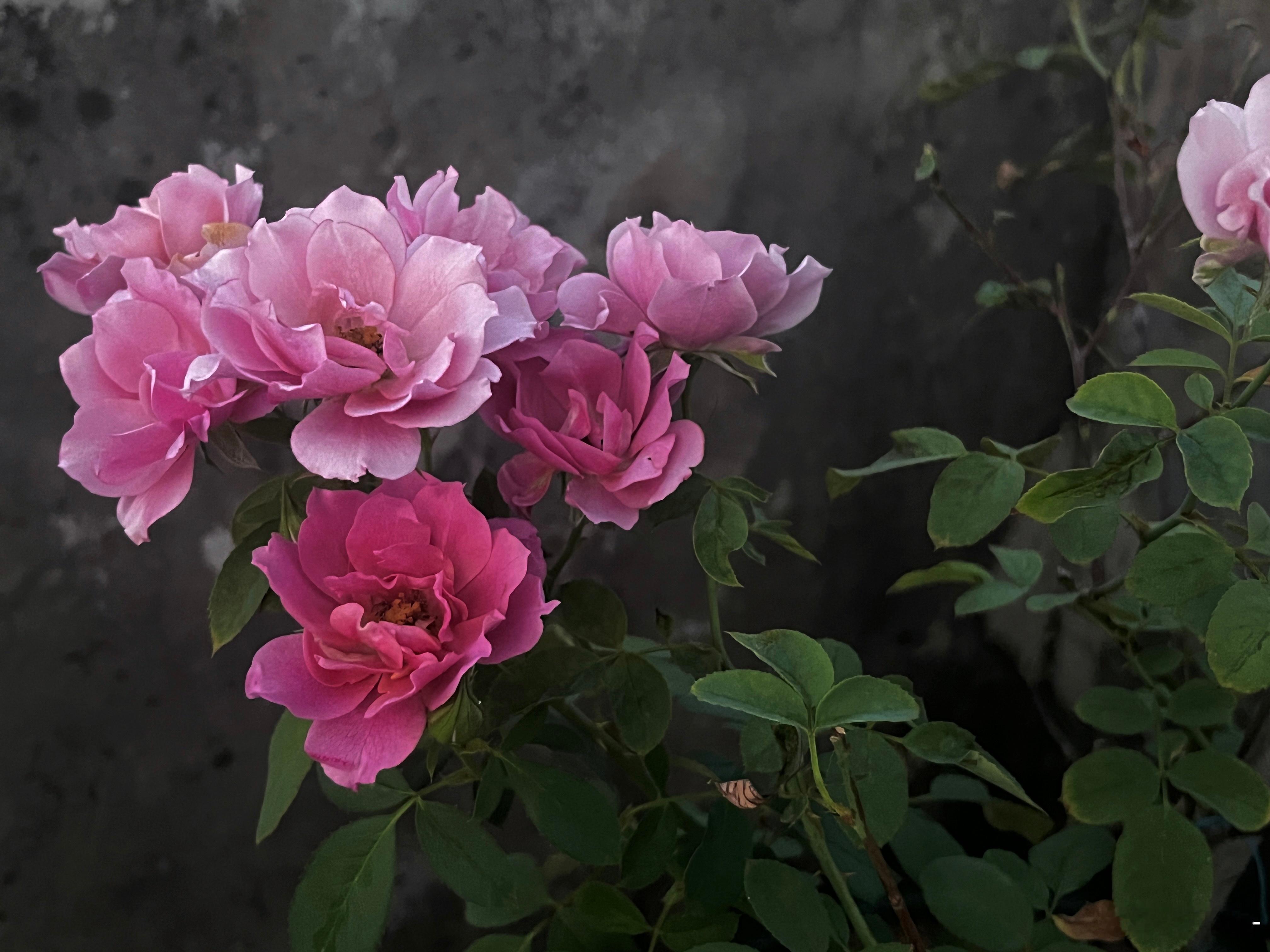 [园丁][园丁][园丁] ​​​
