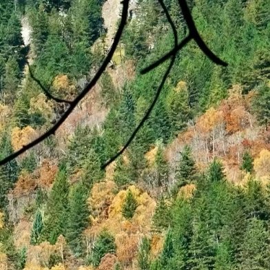 0000野望唐·王绩东皋薄暮望，徙倚欲何依。树树皆秋色，山山唯落晖。牧人驱犊返，