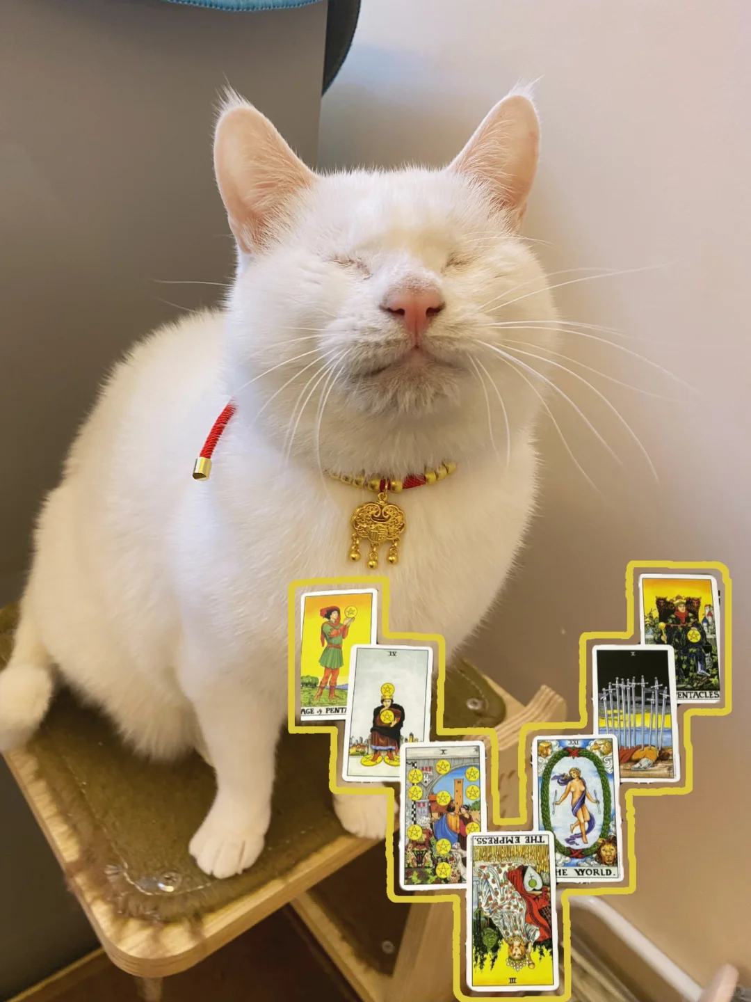 正式确诊为贪心小猪