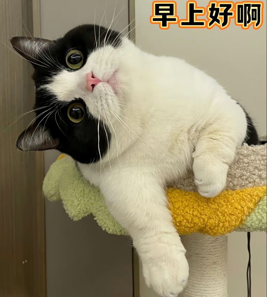 早呀 
