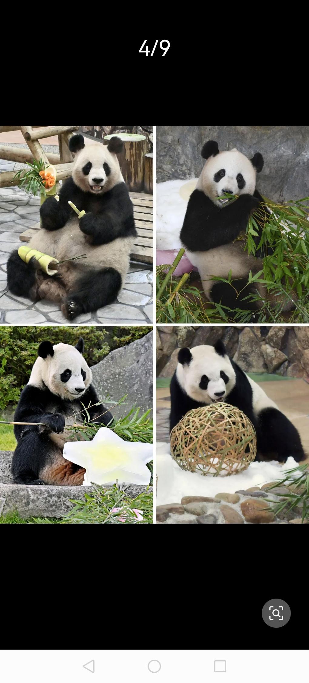 东京上野动物园外飘着小雪，可队伍还是从门口一直排到了街角。天还没亮就有人来排队，