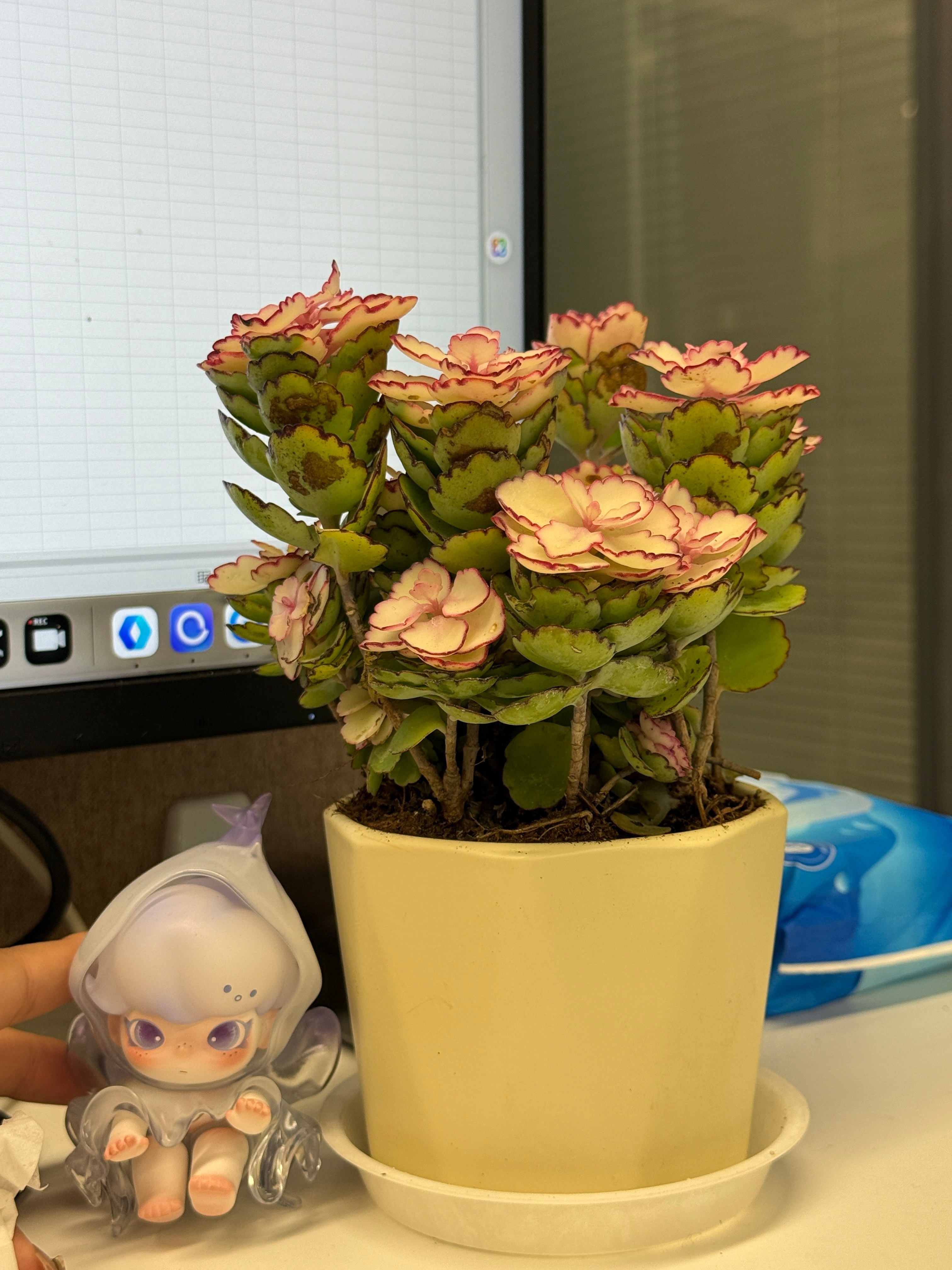 也是过上在办公室养养花逗逗猫的日子了[喵喵] ​​​