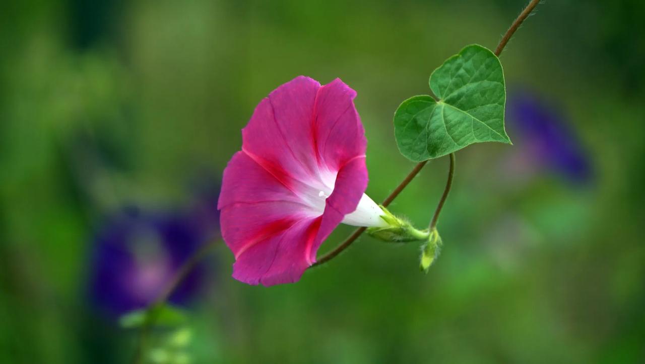 凡事都有好有坏：国与国交好时，移民们脚踏两只船，可以占很多便宜，来回于两个国家之