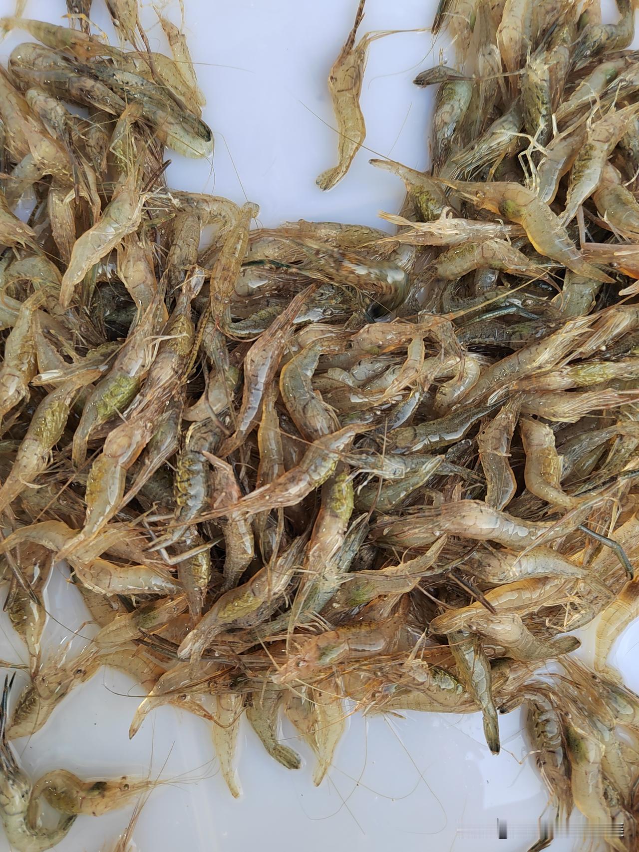 这小虾30一斤应该还不算贵吧，买了半斤迅速把它们做成炸虾。又脆又香，如果是你会怎