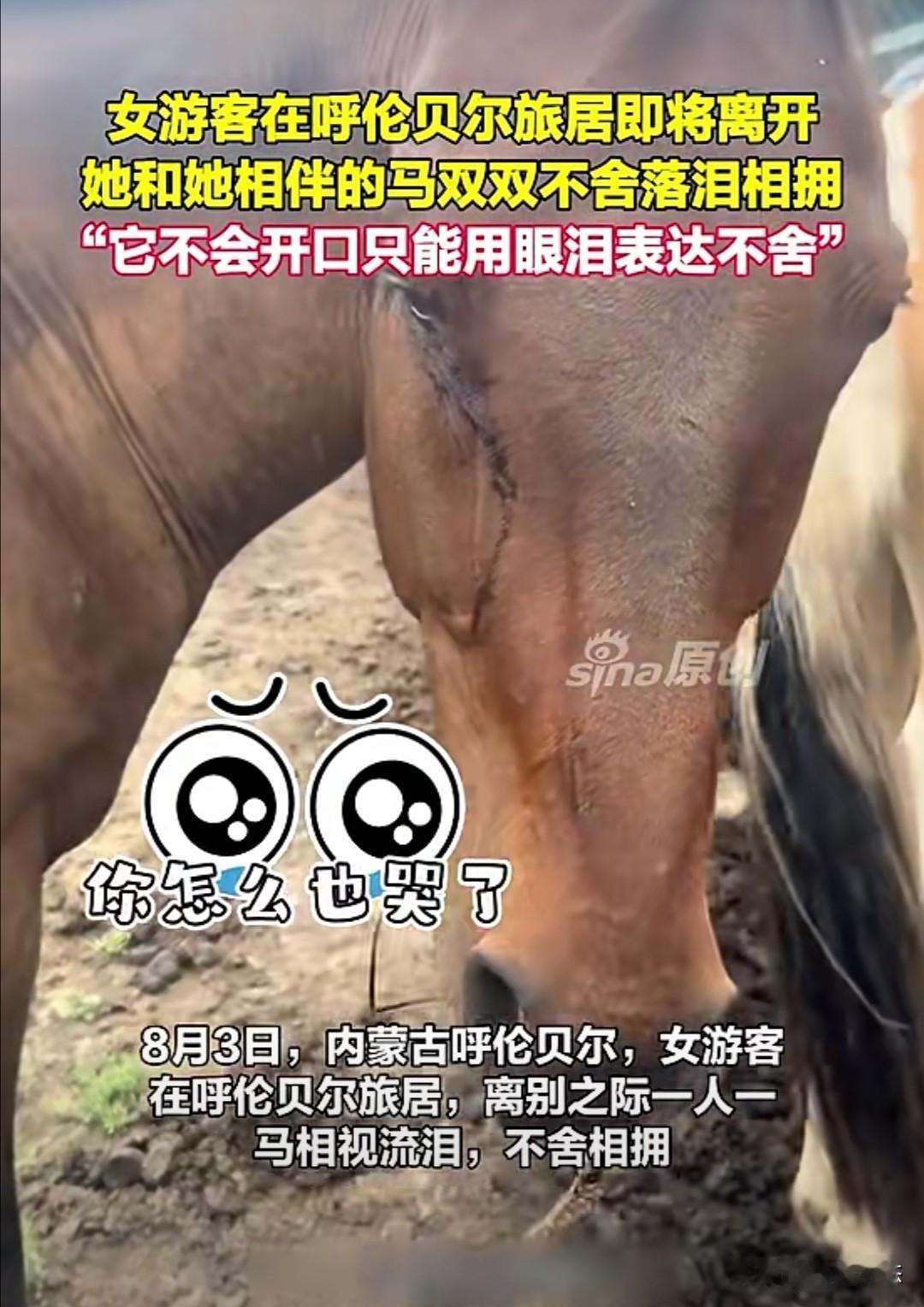 8月3日，在内蒙古呼伦贝尔，一位女游客在结束旅居准备离开时，与相伴多日的马儿上演