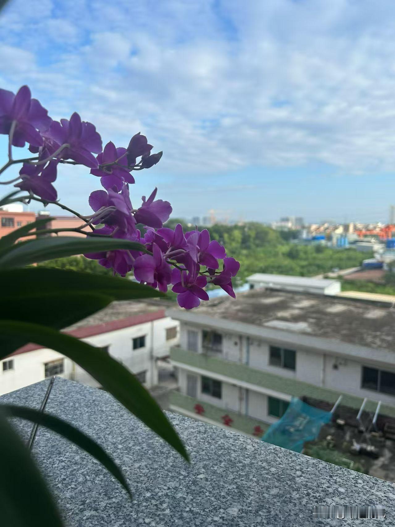 墙角底下的风景也很美啊