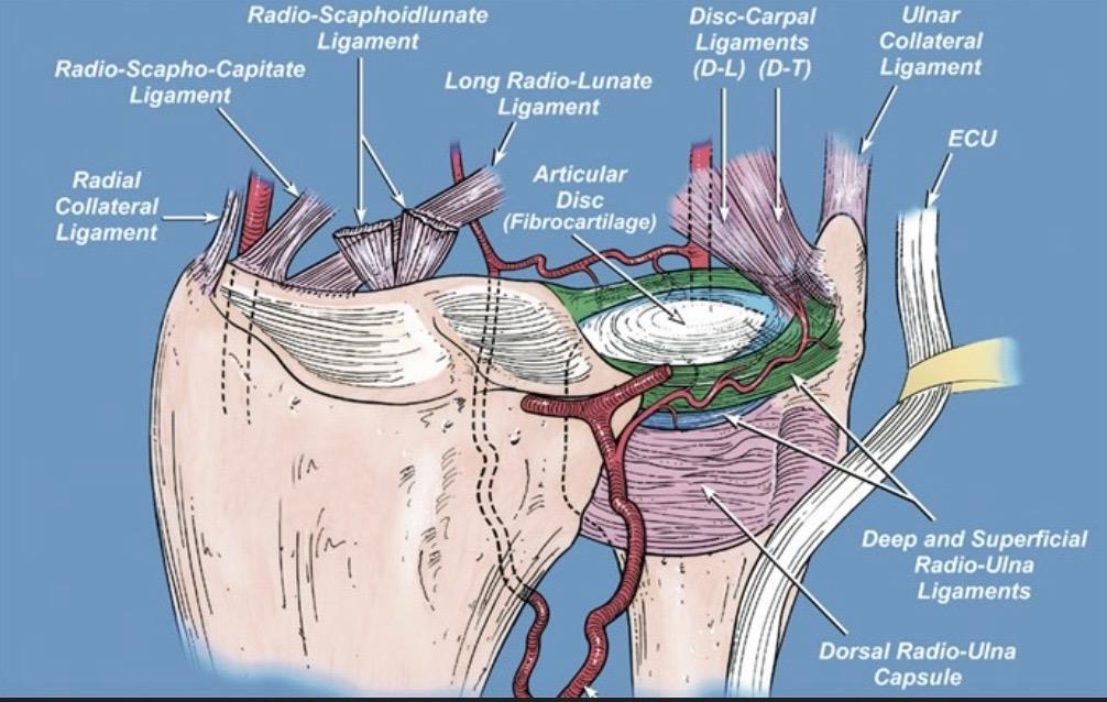 TFCC解剖。TFCC（triangular fibrocartila...