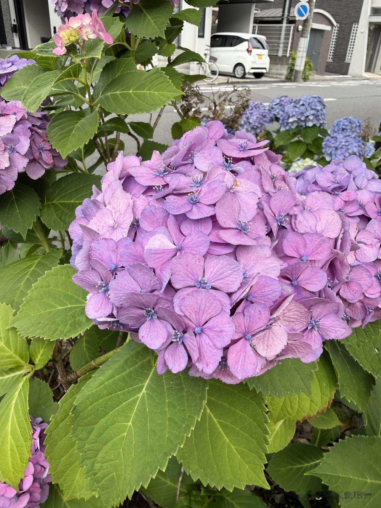 我最喜欢的一种花，据说可以扦插移植。