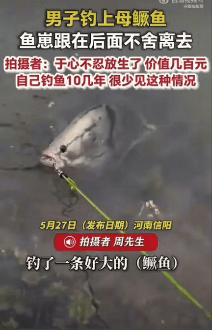 破防了！河南信阳，一男子外出钓鱼，运气爆棚钓上来一条七八斤重的母鳜鱼，心里还美滋