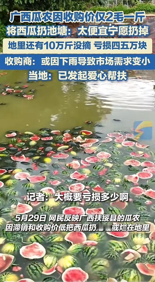 西瓜收购价才两毛钱一斤，广西瓜农宁愿切碎扔河里也不卖了！远远望去，河里全是红绿一