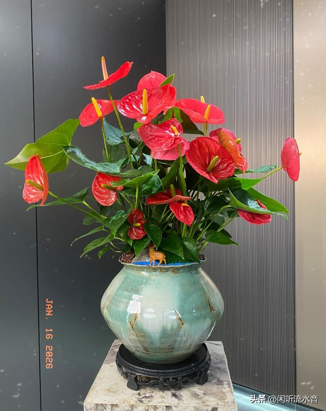 家人们快看！这束红掌也太绝了吧！🔥
 
红通通的花瓣像小爱心一样，配着油绿的叶