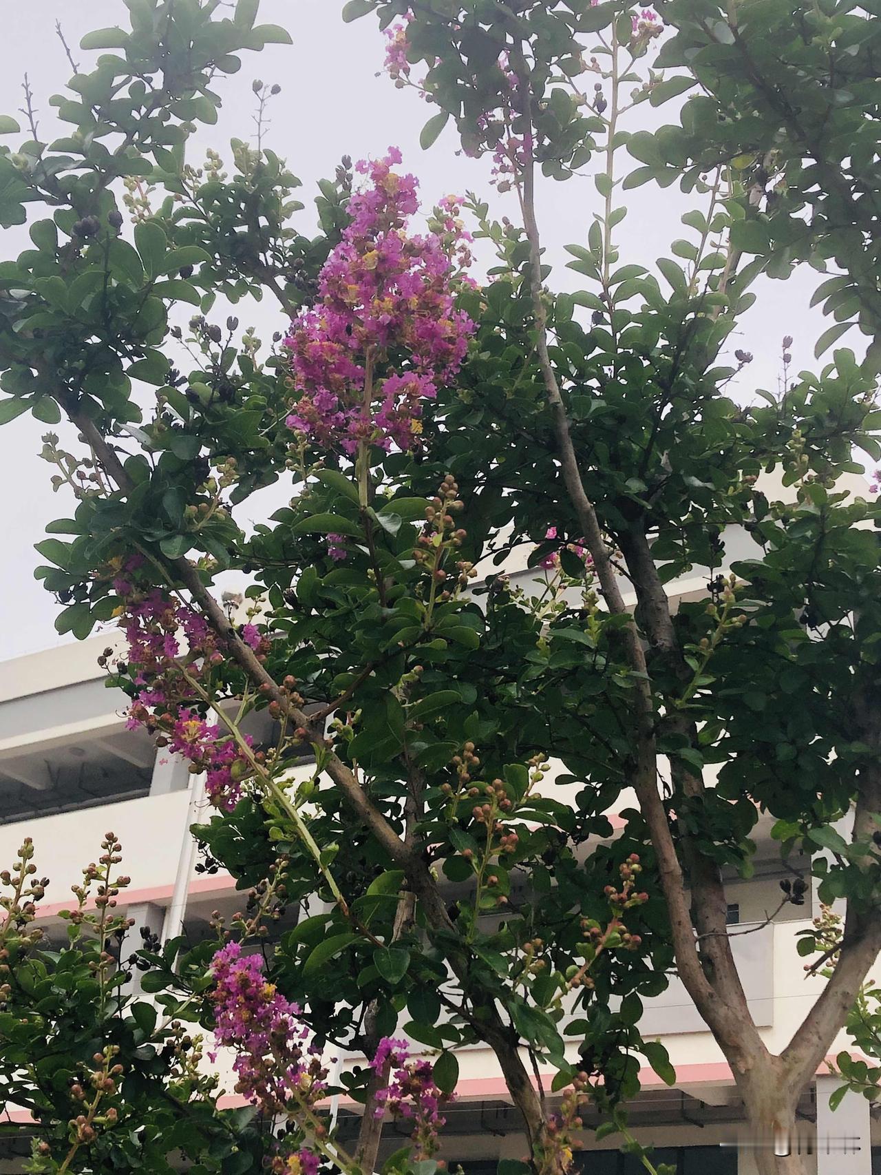 我手机里的花花草草照片很多，这几样都是咱常州街头熟悉的花，蓝紫色的翠芦莉开得细碎