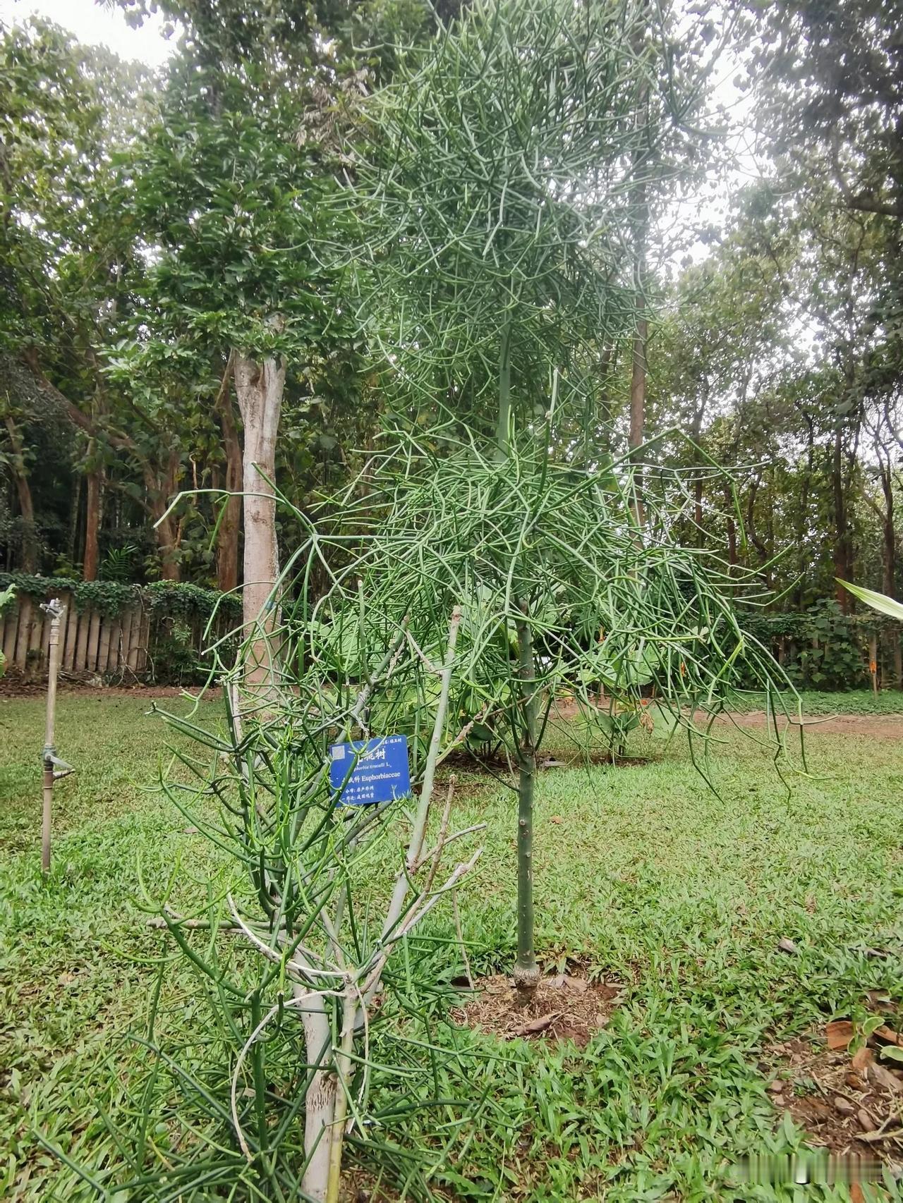 光棍树什么样子？
在西双版纳热带植物园，有许多植物的名字是闻所未闻，甚至出乎意料