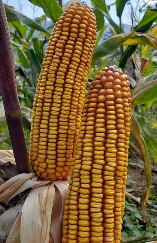 中国的老品种、原味
还有中国太空育种……
不耐煮的米、菜，回味略甜