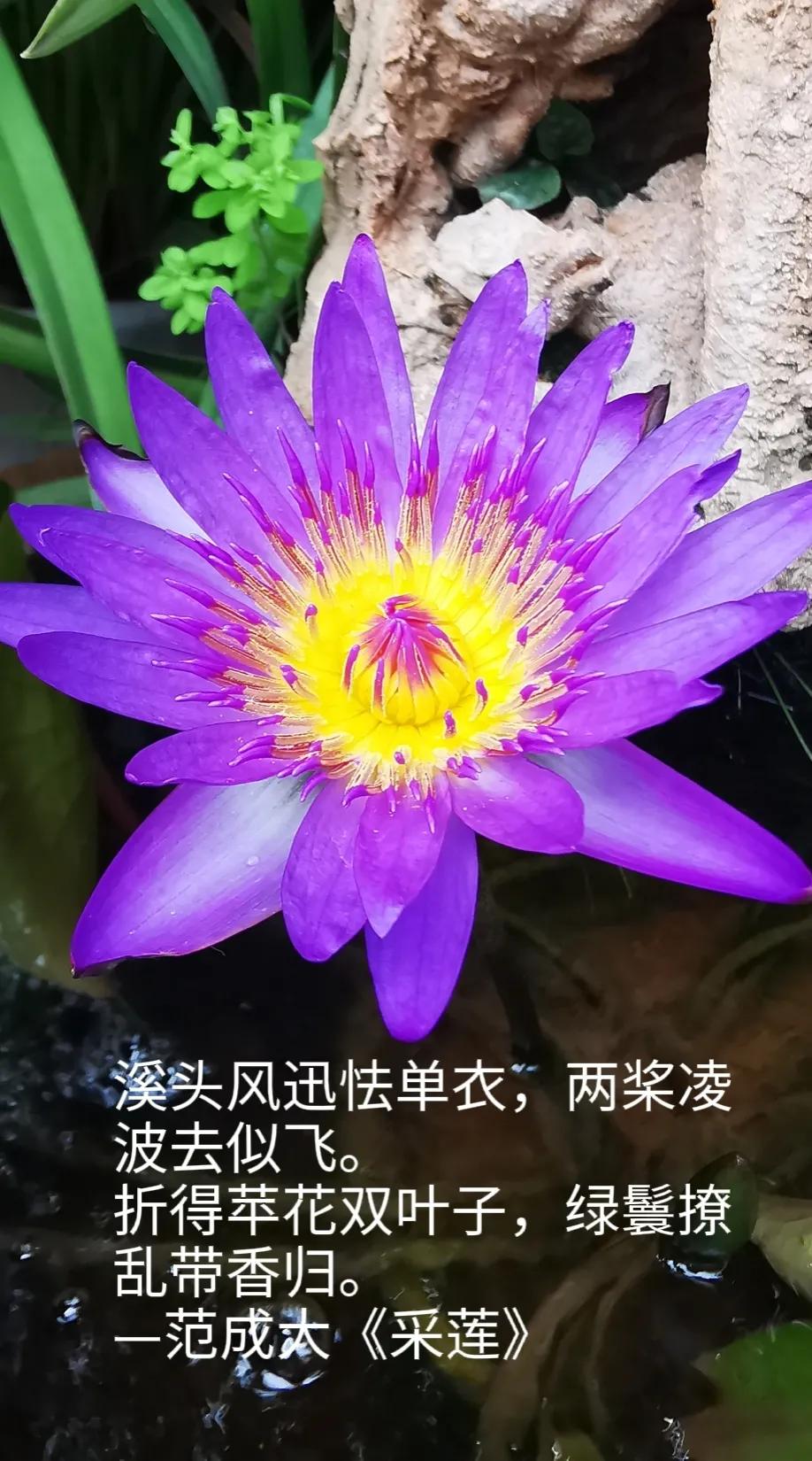 溪头风迅怯单衣，两桨凌波去似飞。
折得苹花双叶子，绿鬟撩乱带香归。
—范成大《采