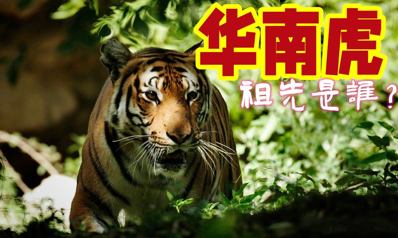 古 DNA 揭秘！华南虎不只是中国虎，还是东北虎的祖先？
  曾经遍布华夏大地的