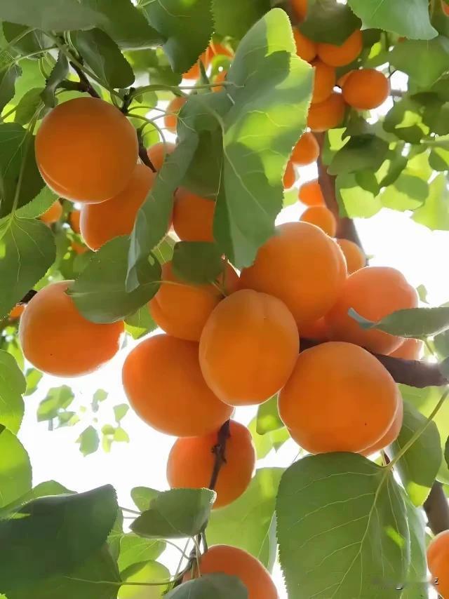 红杏逢春追春光，
摇曳枝头伸过墙。
恰逢路人从此过，
敢为人先该表扬。
