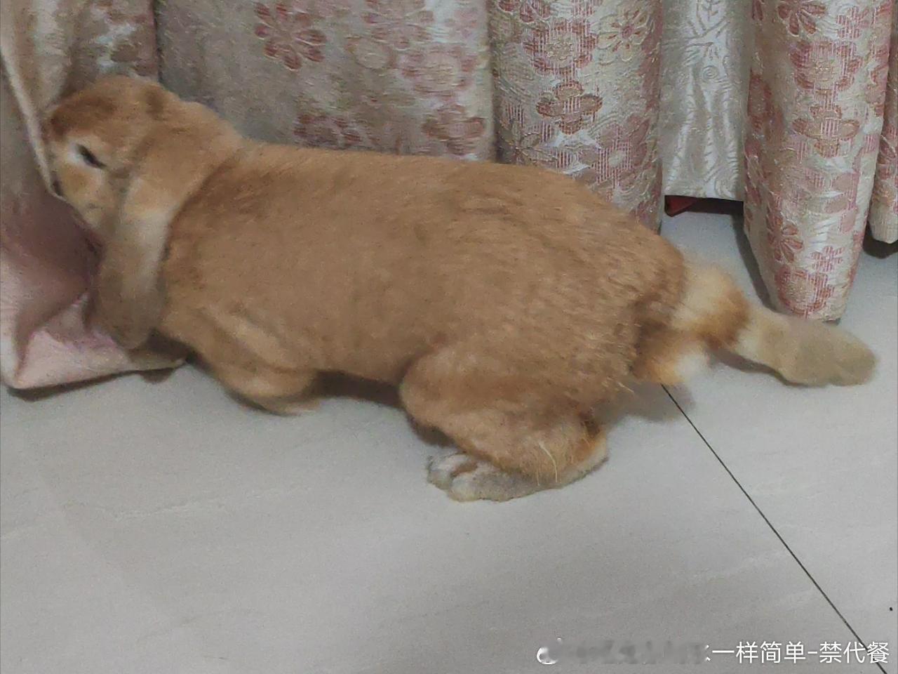 15032🐇【求问】兔子们是不是都喜欢追窗帘玩啊🧐，发现俺家图图很喜欢追着窗