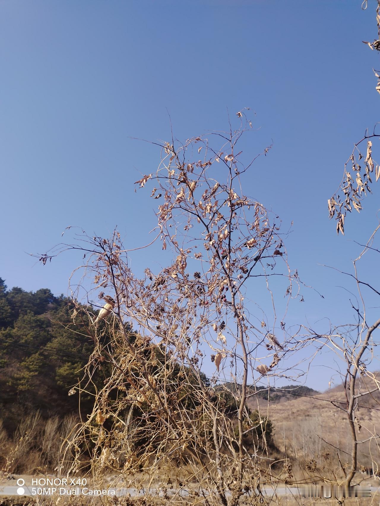 新年爱好打卡年也过完了，春节还有几天假期。我也该收收心，在家好好看看书，安静的环