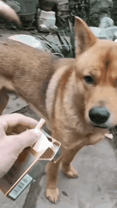 原来狗喜欢抽白沙