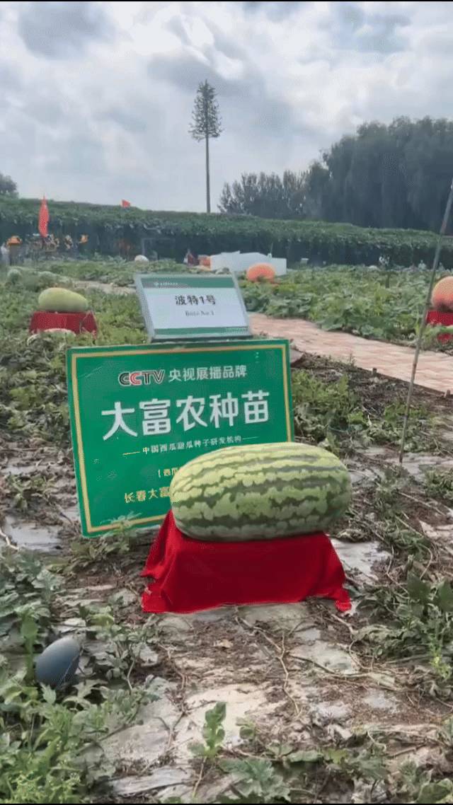 成都天府第一瓜感觉这样的瓜也是非常特别，而且很多奇形怪状的蔬菜都在我们的成都，有