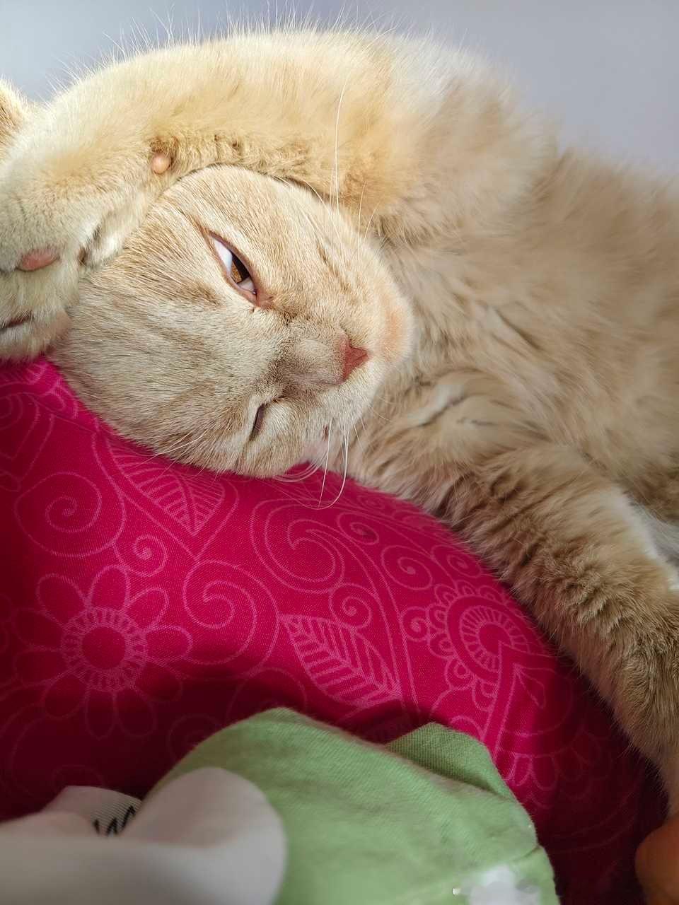 49461【丑猫】猫科动物睡着时一般留一只眼睛放哨 