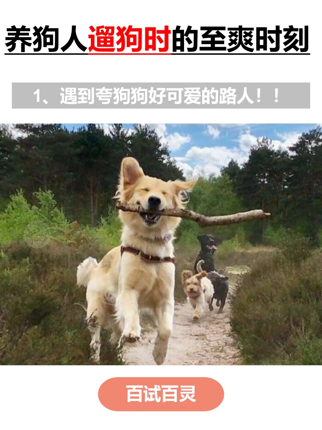 养狗人遛狗时的至爽时刻🥳🥳