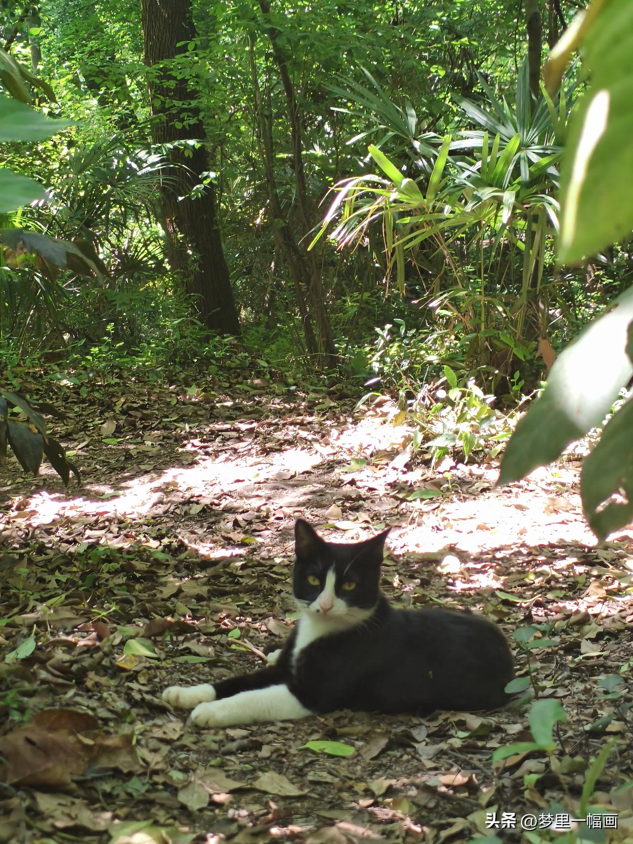 我基本去公园树林里投喂流浪猫，那可真是流浪猫啊。它们都是被主人弃养放生在野外不断