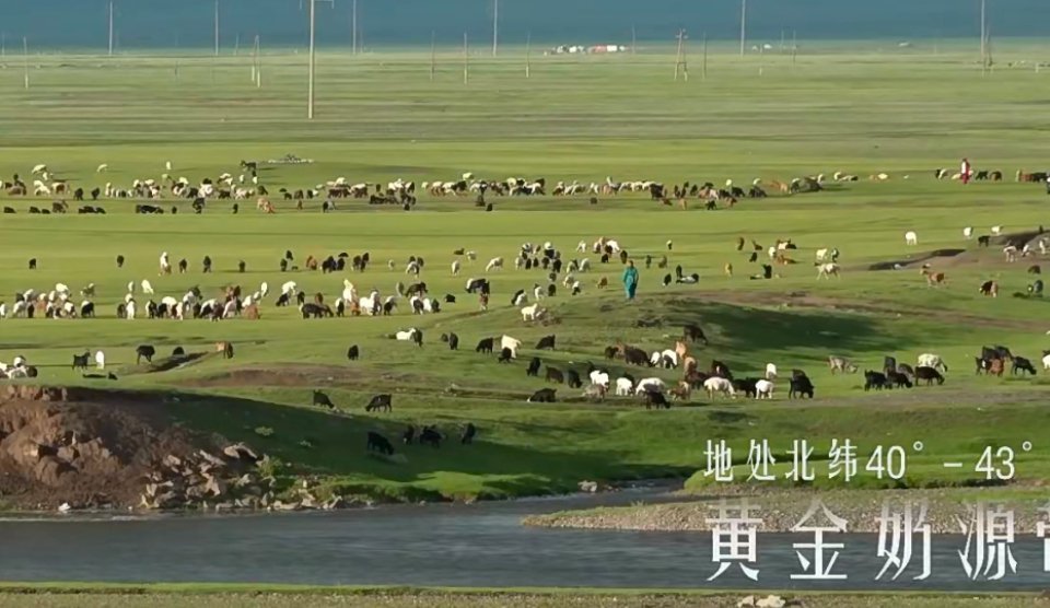 想看小牛竟被牧场做局5S标准 认准精选牧场  蒙牛精选牧场，巴彦淖尔磴口牧场，沙