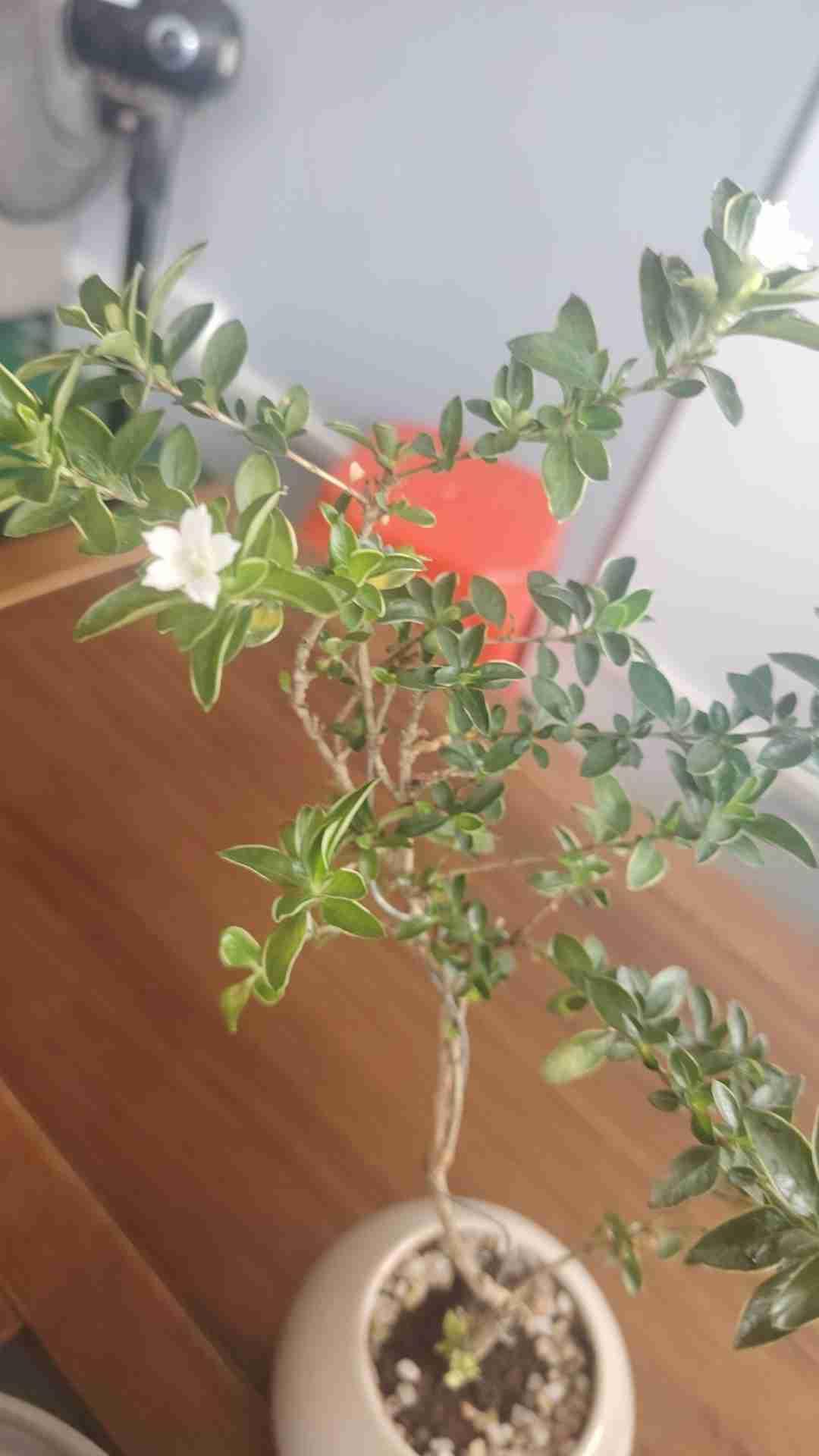 我的今日状态：😁轻松愉快
我这里的天气：☀️晴天
现在的我，正躺平[捂脸][捂