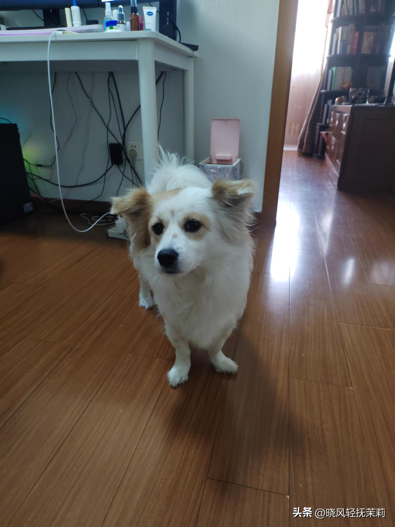 狗不会说话，但眼神能传神。
康康病了，上吐下泻，女儿看她症状查了下，说可能是肠胃