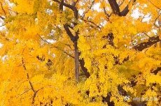 【北京街头银杏，“美哭了”又“臭yue了”】如今已是冬日，但酷爱打卡的北京市民，