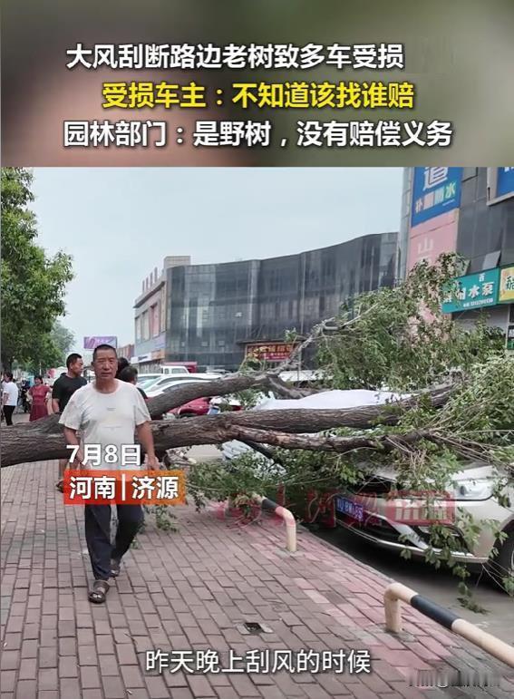 河南省济源市的几个车主遇到了烦心事，济源市遭遇大风天气，路边的一棵老榆树被吹倒，