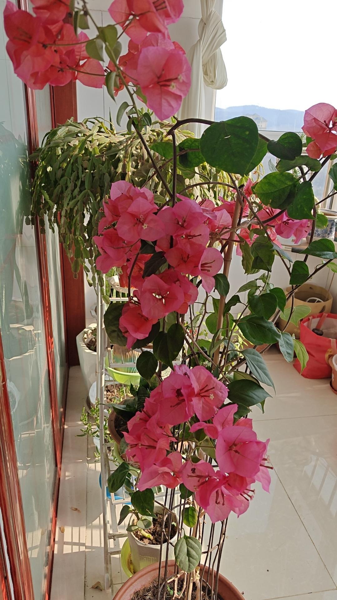 我感觉可能得“话痨”的毛病了。看孙女时间长了，见人就喜欢夸别人，就喜欢多说两句[