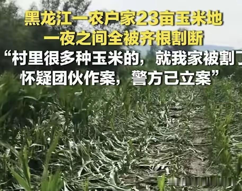 心肠歹毒到骨子里！毁人家庄稼实在太可恨
 
真不知道是什么缺德人能干出这种丧尽良