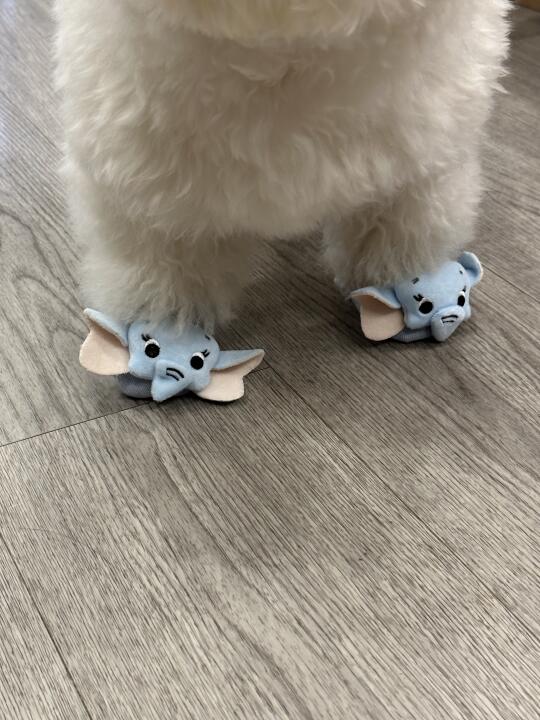 我家孩子长这样能当腿模吗