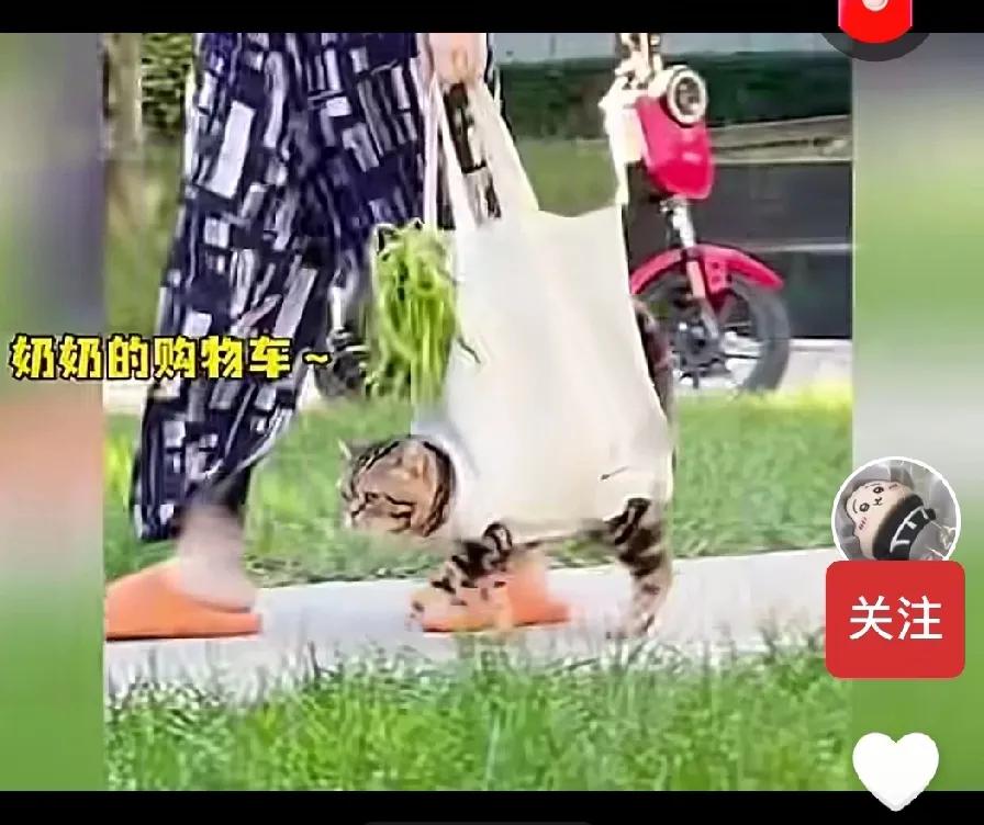 最实用的袋子——[捂脸][泪奔]
[捂脸]这袋子好实用，一袋两用，既可以装菜又可