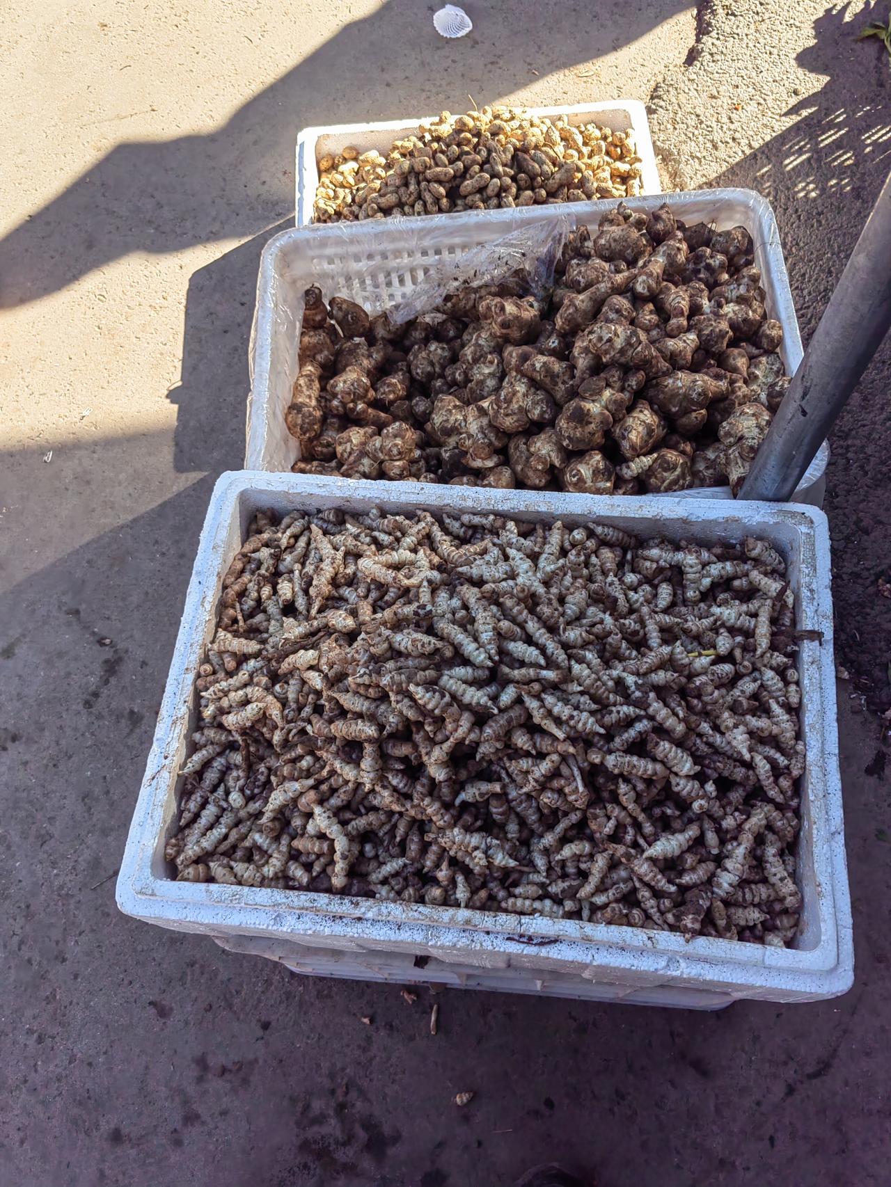 这个图乍一看很熟悉，但是我相信应该有95%以上的人不认识，这是在北京某菜市场拍下