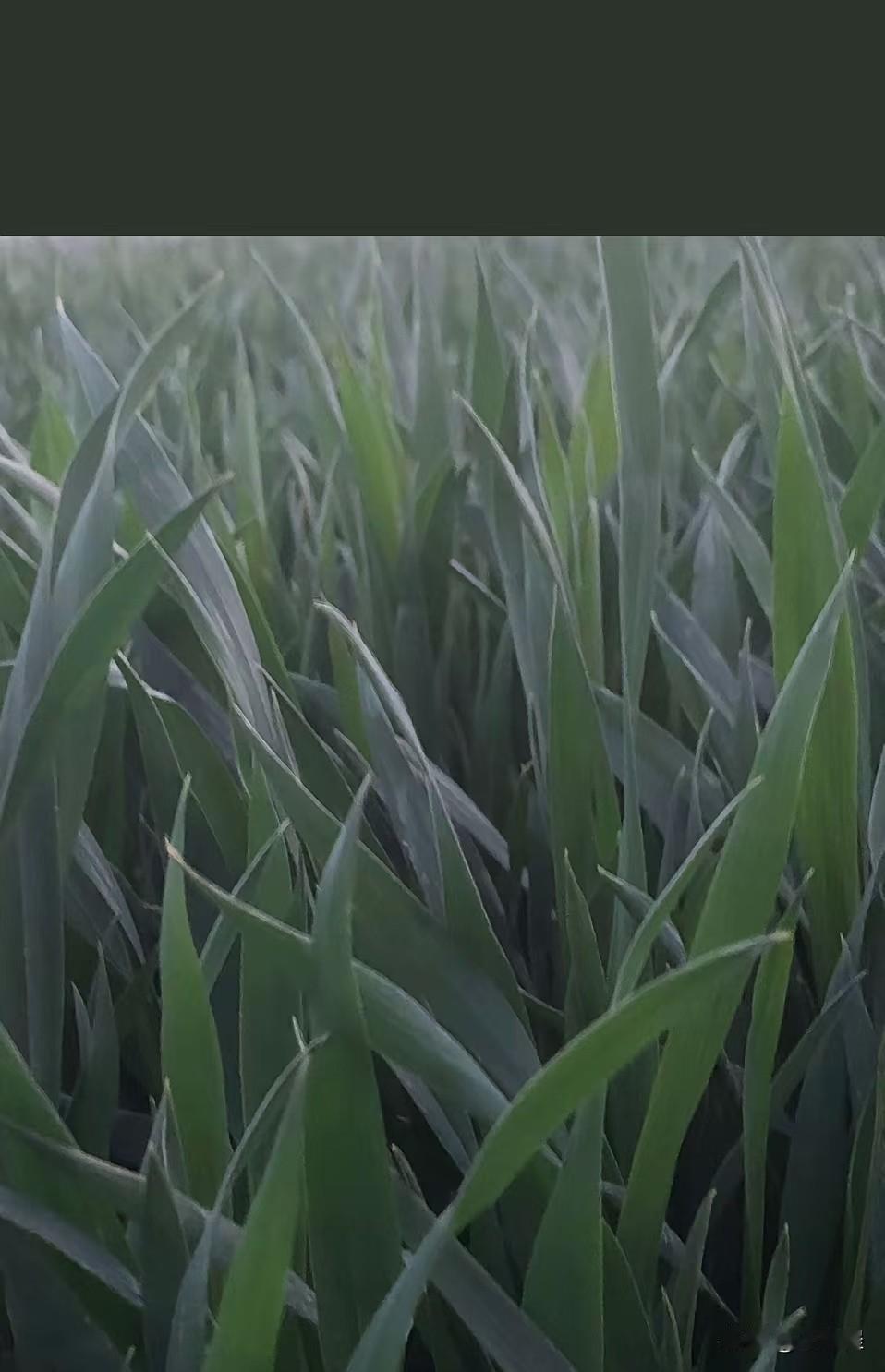 准备试种了

     前一段有个朋友得到一个关于生物菌肥的信息，说是集合几种生