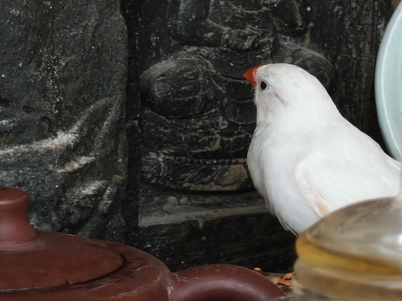 养鸟的日子，开始一直嘴上说就养一个假期，就送回老家，给老爹解闷儿，养上一直到今天