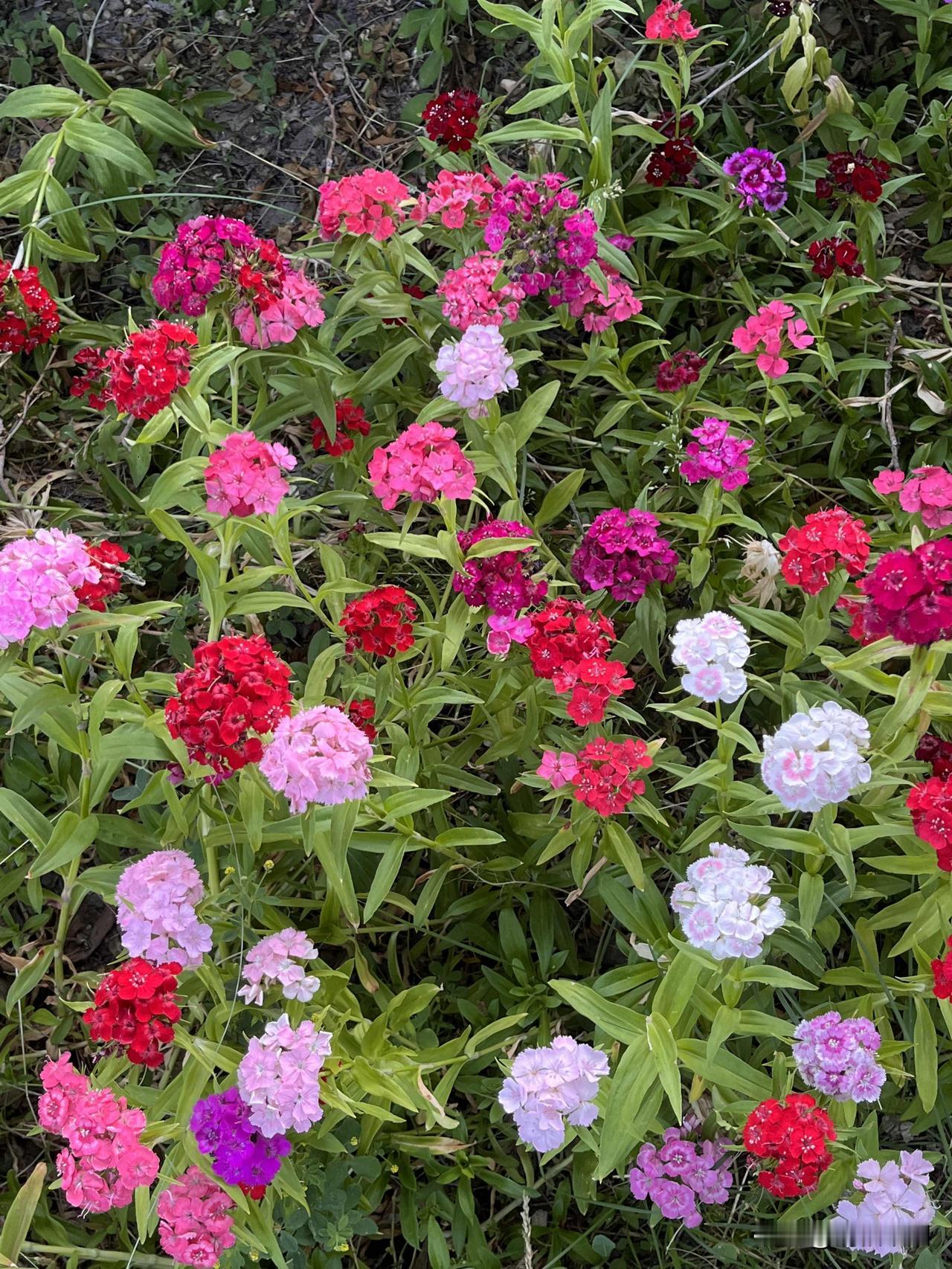 当清风再起
当繁花再语
时光的河流静静流淌
在一个美丽的梦中醒来
春天的色彩跃入